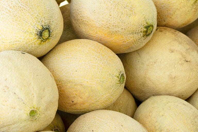 cantaloupe