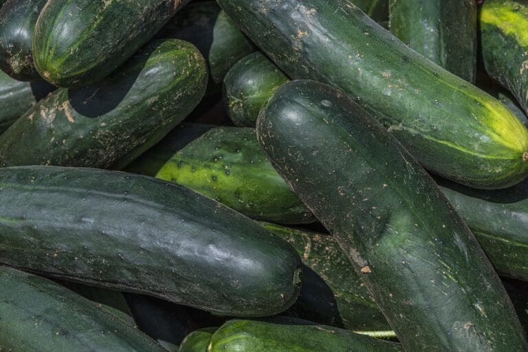 cucumbers