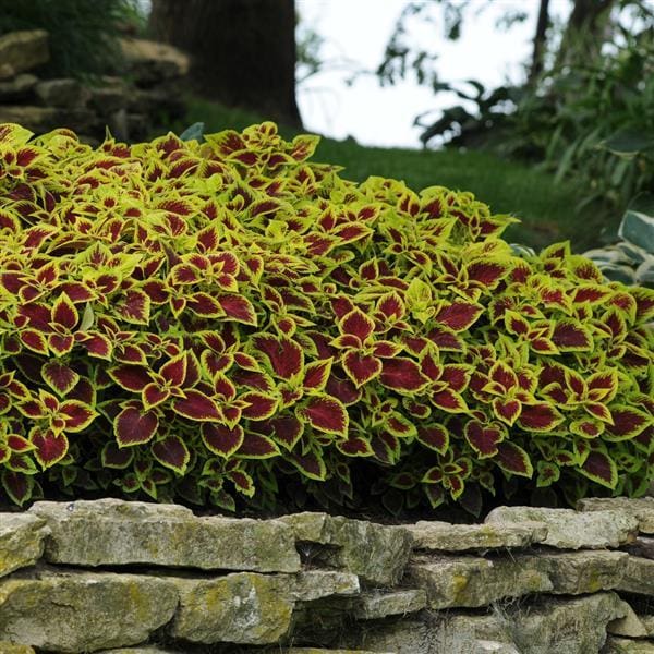 Must Have- Coleus