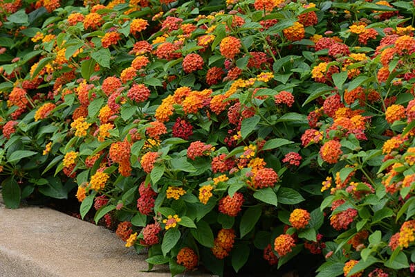 Must Have- Lantana