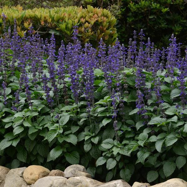 Must Have- Salvia