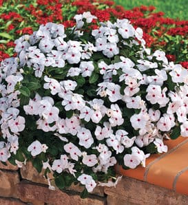 Must Have- Vinca