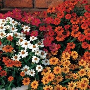 Must Have- Zinnia