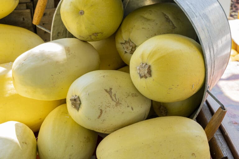 Spaghetti Squash