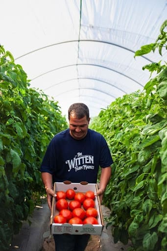 High tunnel tomatoes