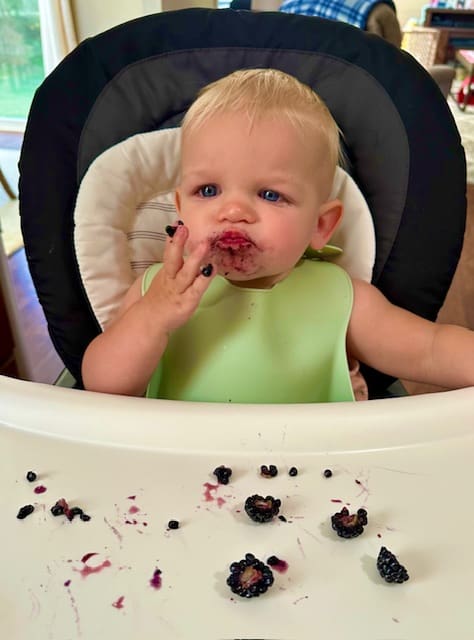 baby eating blackberries