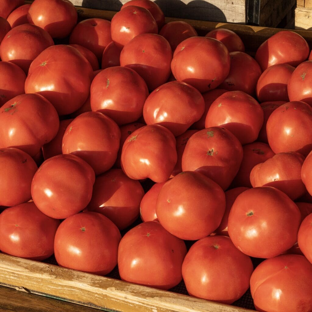 Red Tomatoes
