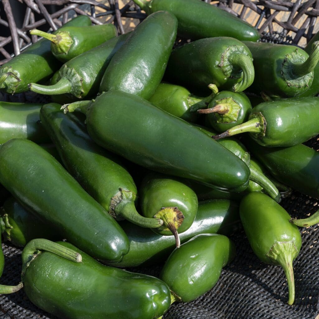 10# box of Jalapeno Peppers 