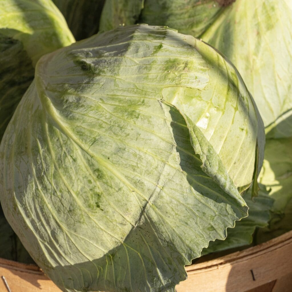 Cabbage - 50 lbs.