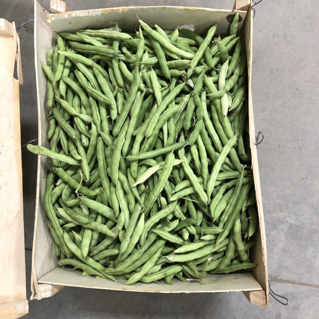Half Runner Green Beans