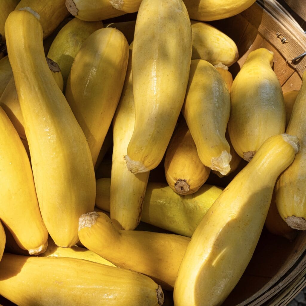 1/2 Bushel of Yellow Squash 