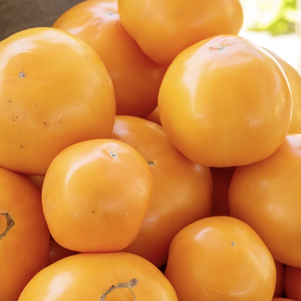 Yellow Tomatoes