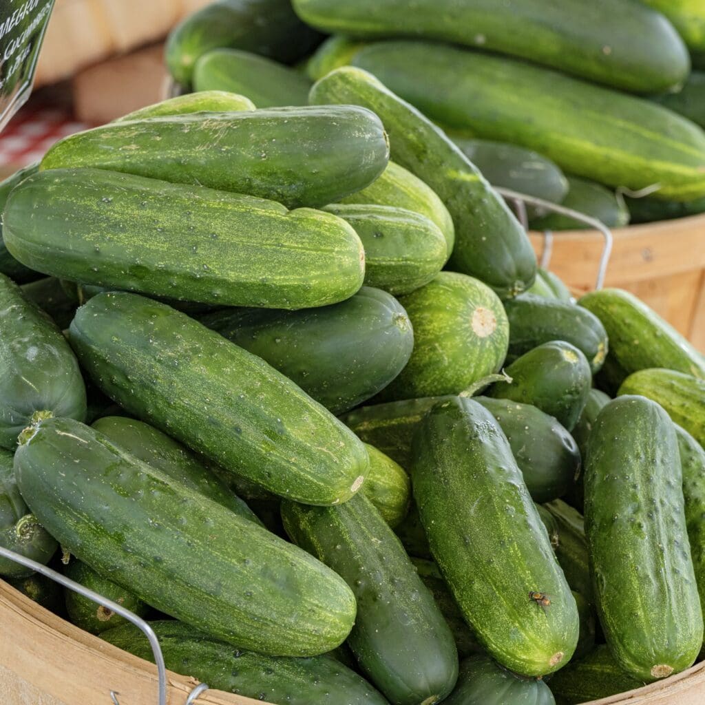1/2 Bushel of Pickling Cucumbers