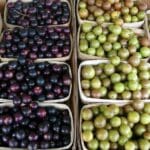 Grapes