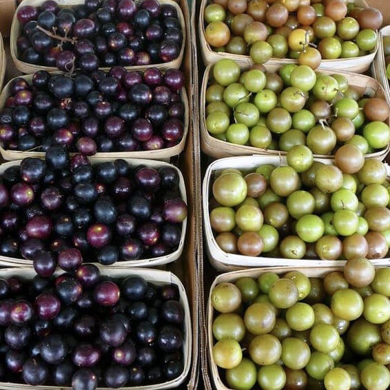 Grapes