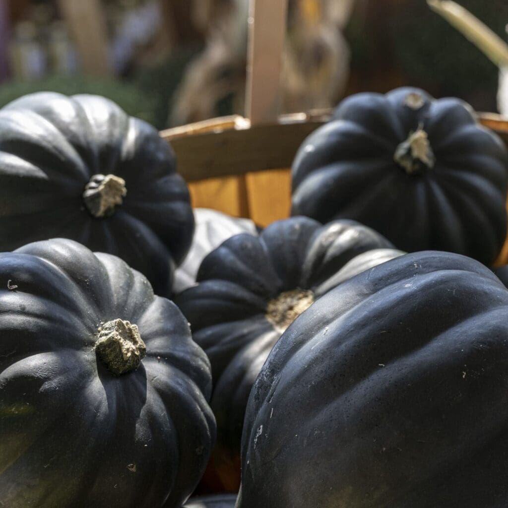 Winter Squash