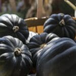 Winter Squash