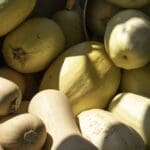 Winter Squash