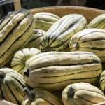 Winter Squash