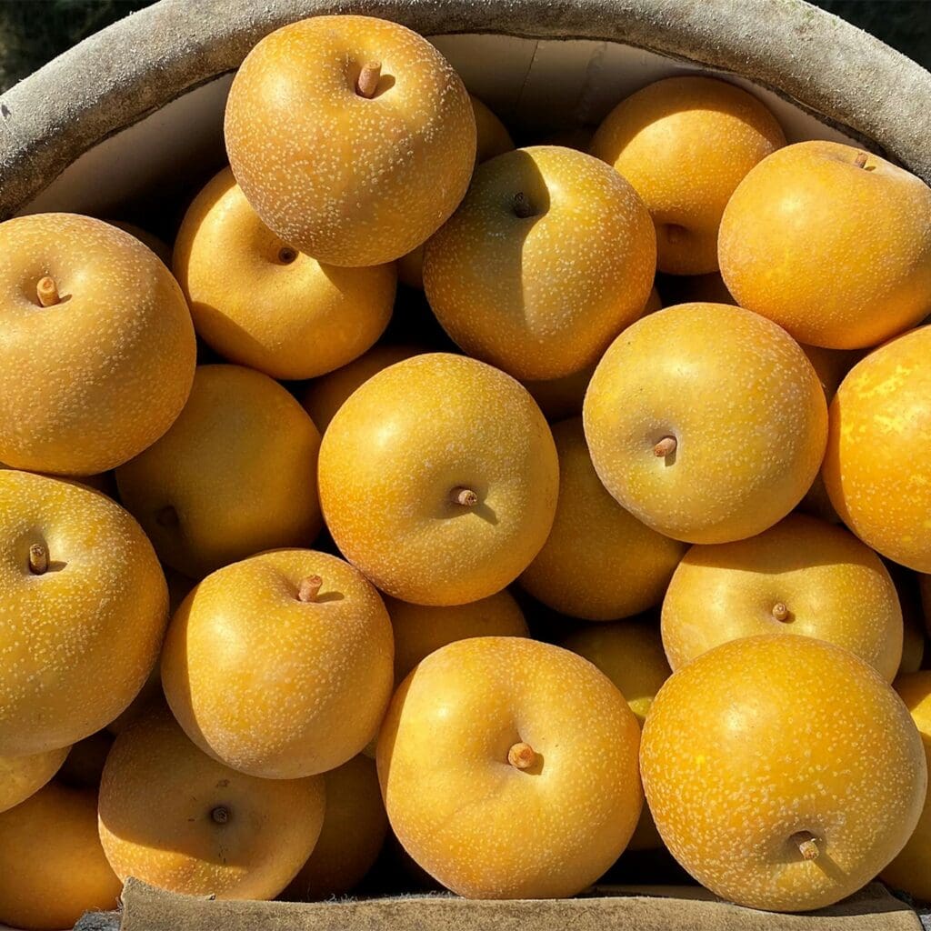 Pears