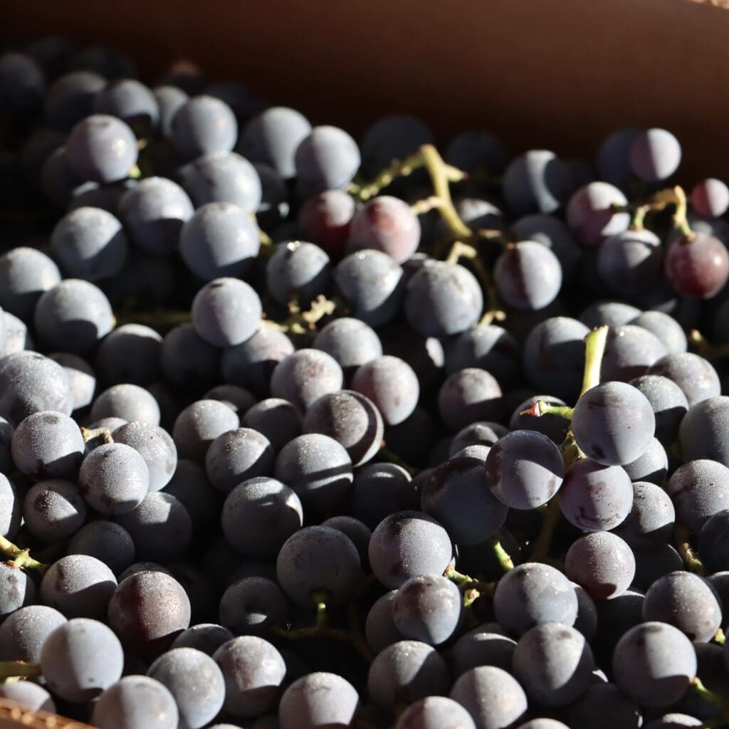 Grapes