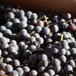 Grapes