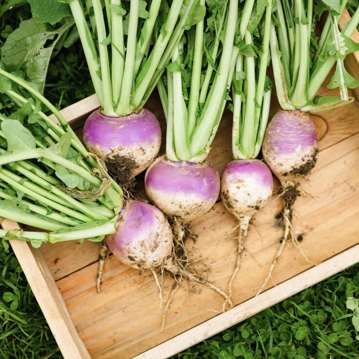 Turnips